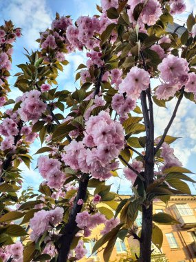 Mavi gökyüzüne karşı çiçek açan sakura dalları