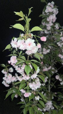 Mavi gökyüzüne karşı çiçek açan sakura dalları