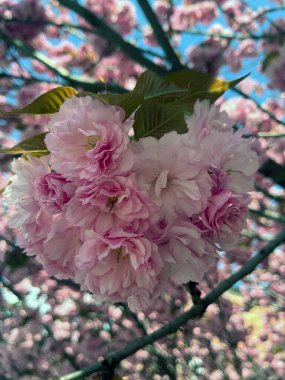 Mavi gökyüzüne karşı çiçek açan sakura dalları