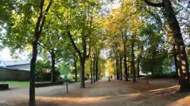 Şehir parkında hareket eden ağaçlar doğa Polonya 'yı 09.17.2023