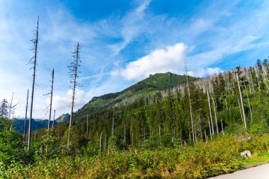 Dağ manzaralı orman manzarası Polonya Zakopane