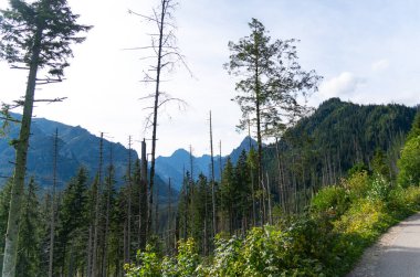 Dağ manzaralı orman manzarası Polonya Zakopane