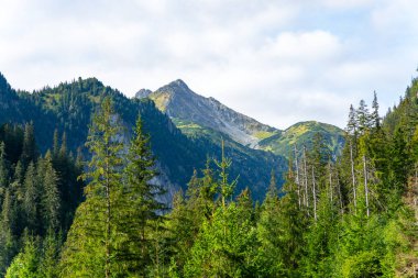 Dağ manzaralı orman manzarası Polonya Zakopane
