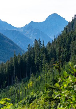 Dağ manzaralı orman manzarası Polonya Zakopane