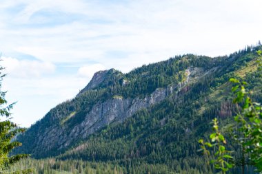Dağ manzaralı orman manzarası Polonya Zakopane