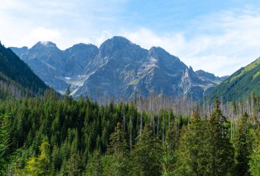 Dağ manzaralı orman manzarası Polonya Zakopane