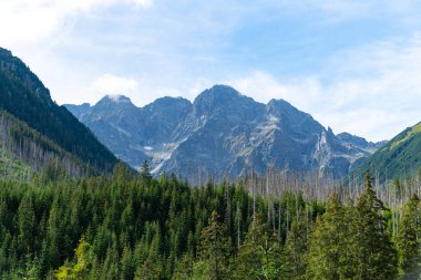 Dağ manzaralı orman manzarası Polonya Zakopane