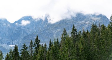 Dağ manzaralı orman manzarası Polonya Zakopane