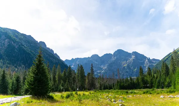 Dağ manzaralı orman manzarası Polonya Zakopane