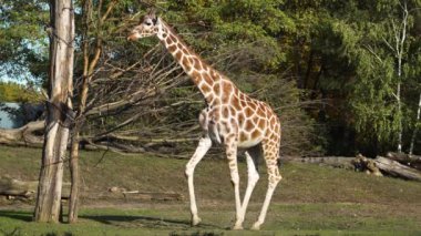 Hayvanat bahçesindeki büyük zürafa çok güzel.