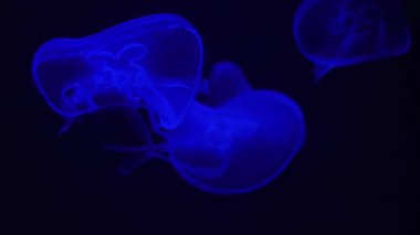 Su altı dünyası denizanası ışıltısı yüzüyor