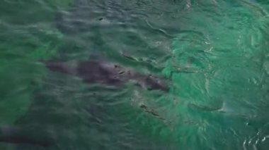 Kürk fokları güneşli günlerde yüzer.