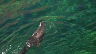 Kürk fokları güneşli günlerde yüzer.