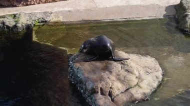 Kürk fokları güneşli günlerde yüzer.