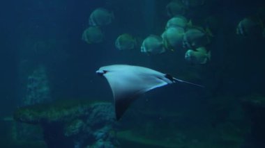 Stingray su altında yüzüyor.