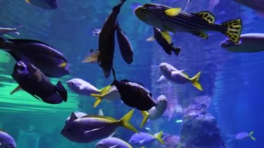 Sualtı video okyanus balık dünyası