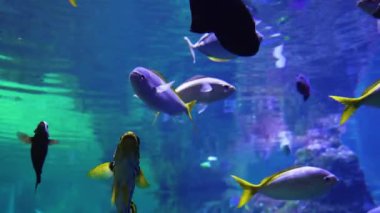 Sualtı video okyanus balık dünyası