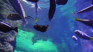 Sualtı video okyanus balık dünyası