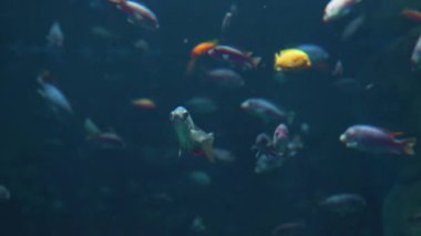 Sualtı video okyanus balık dünyası