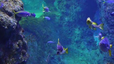 Sualtı video okyanus balık dünyası