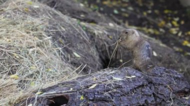 Küçük tüylü sincap güzel kemirgen.