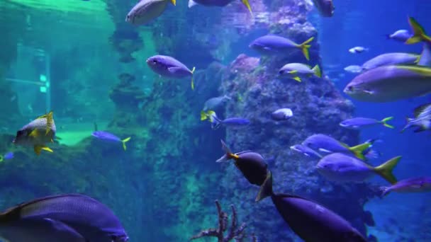Akvaryumdaki Okyanus Balıkları Suda Yüzer — Stok video