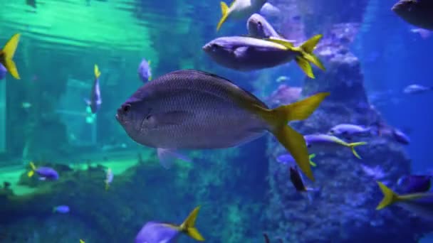 在水族馆里的海鱼在水里游泳 — 图库视频影像