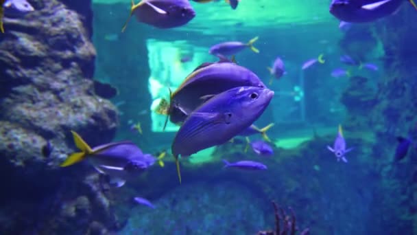 Океанские Рыбы Аквариуме Плавают Воде — стоковое видео