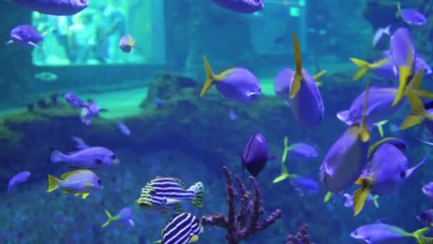 Akvaryumdaki Okyanus Balıkları Suda Yüzer — Stok video