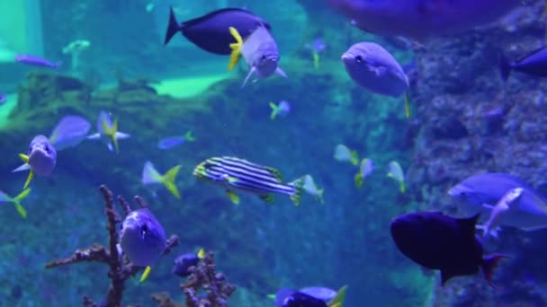 Океанские Рыбы Аквариуме Плавают Воде — стоковое видео