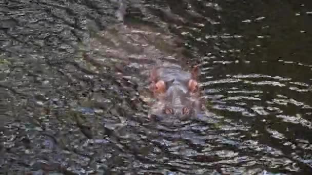 Duży Hipopotam Pływa Wodzie Jeziora — Wideo stockowe