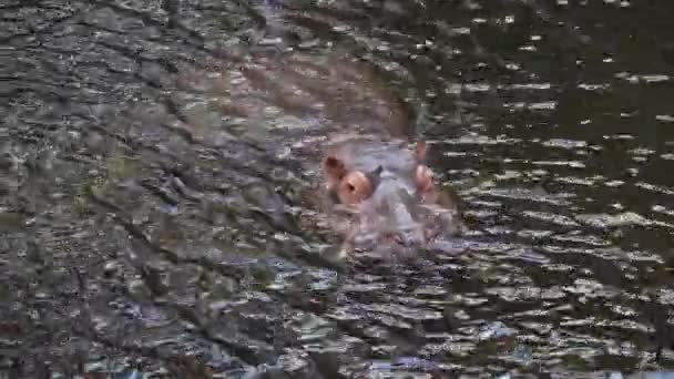 Grande Hipopótamo Nada Água Lago — Vídeo de Stock