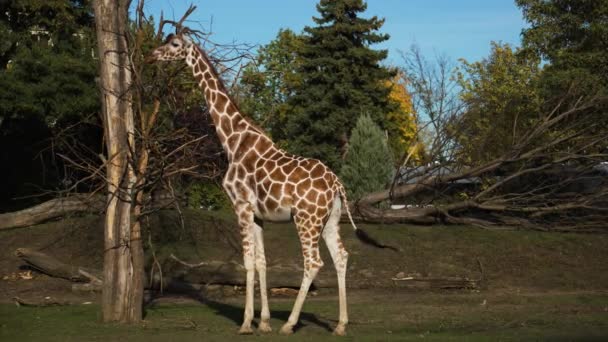 Stor Giraff Djurparken Vacker — Stockvideo