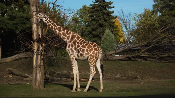 Grande Girafa Zoológico Bonito — Vídeo de Stock