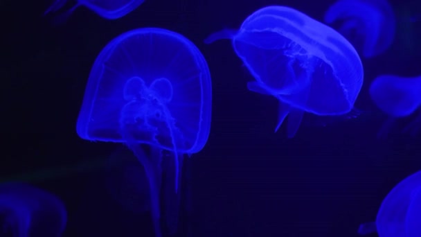 水底世界水母发光游泳 — 图库视频影像