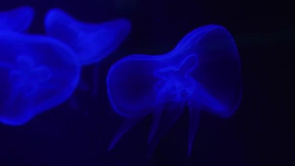 Underwater World Jellyfish Glow Swim — Stock Video