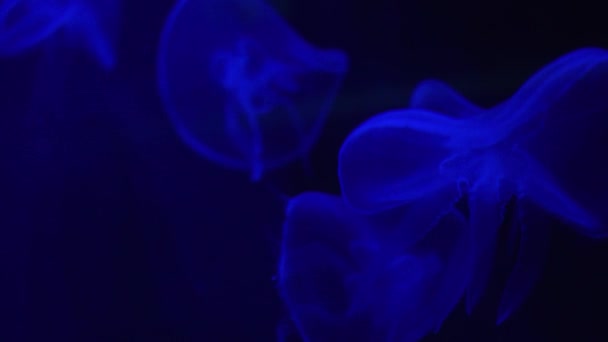 Подводный Мир Медузы Светятся Плаванием — стоковое видео