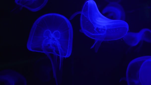 Mundo Submarino Medusas Resplandor Nadar — Vídeos de Stock
