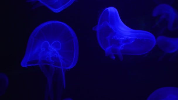 Altı Dünyası Denizanası Işıltısı Yüzüyor — Stok video
