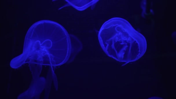 Podvodní Svět Medúzy Záře Plavat — Stock video