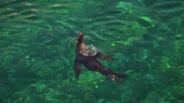 Fur Seals Play Swim Sunny Day — Stock Video