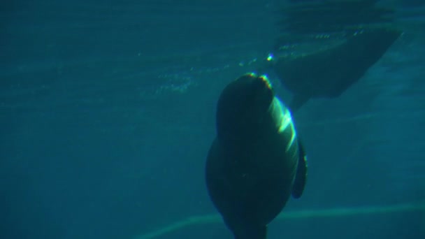 毛皮海豹在水下游泳摄影 — 图库视频影像