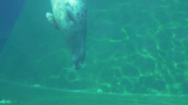Fur Seals Swim Underwater Photography — Stock Video