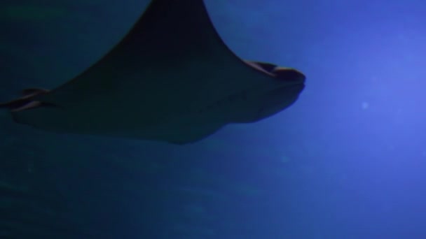 Stachelrochen Schwimmt Unter Wasser — Stockvideo