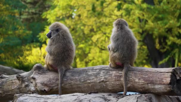 Two Monkeys Sitting Tree — Stock Video