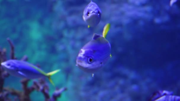 Podvodní Video Oceán Ryby Svět — Stock video