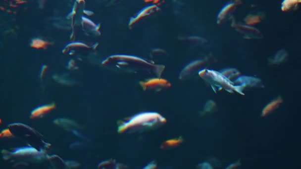 Подводное Видео Мир Морских Рыб — стоковое видео