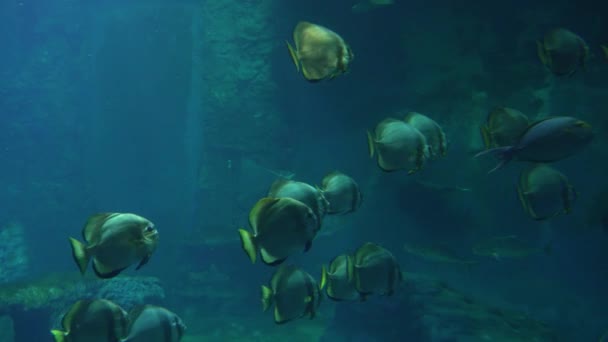 水下视频海洋鱼类世界 — 图库视频影像