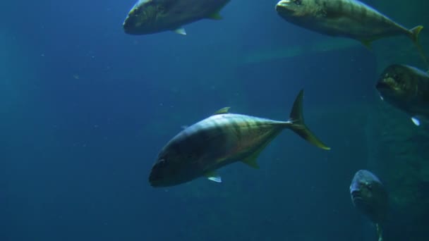 水下视频海洋鱼类世界 — 图库视频影像