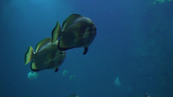 Подводное Видео Мир Морских Рыб — стоковое видео